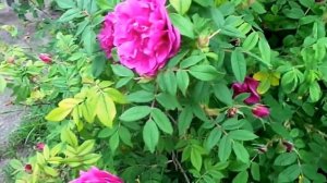 Чайная роза