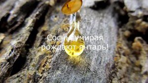 Что делают из дерева сосны? Товары которые делают из дерева сосны!