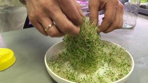 Проростки клевера в ЧУДО БАНКЕ для проращивания проростков СЕЕМ СЕМЕНА