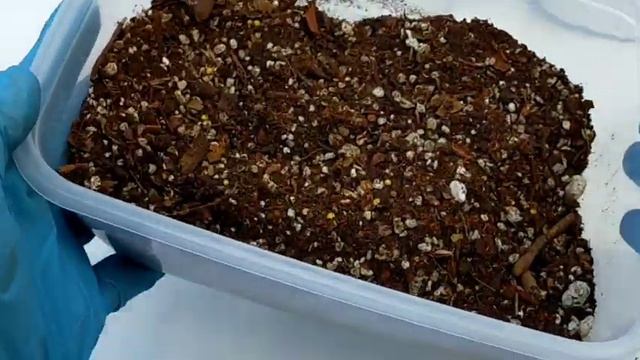 Gardening Essentials for Plants and Succulents at Paano ito gamitin | Complete Guide & Tutorial