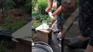 Гортензия , подкисляем почву