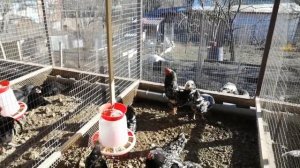 Австролорп пестрый - неубиваемая порода кур//Как мы лечим кур