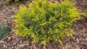 ЕЛЬ БИАЛОБОК, ГЛАУКА и другие. Моя скромная и молодая коллекция хвойников. Picea BIALOBOK , GLAUCA