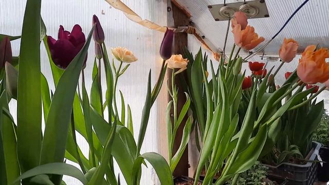 Итоги выгонки ???сезона 2023 / Выгонка тюльпанов в домашних условиях. смотреть онлайн