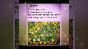 Как лечить щитовидку своими средствами.mp4