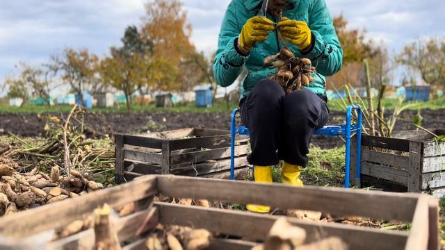 ОСЕННИЙ ВЛОГ: Лекция по искусству. Поездка в деревню. Выкопка георгин. смотреть онлайн