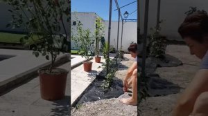 Как уложить укрывную ткань для декорации сада камнями?