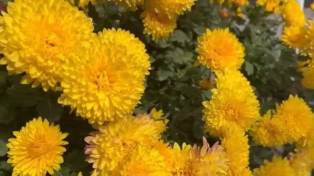 Красивые хризантемы желтые смотреть онлайн