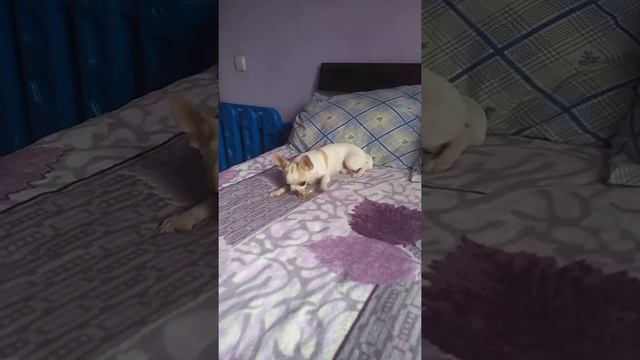 Чихуахуа Елисей 7 месяцев