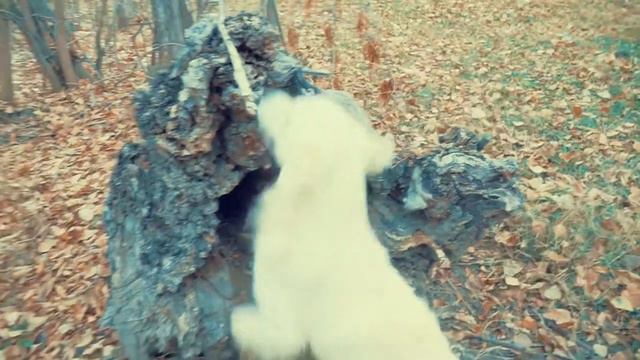 Золотистый ретривер