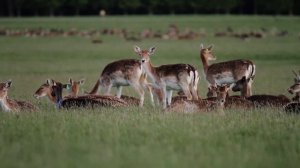 Phoenix Park Dublin Ireland "ekiavdicphotography"