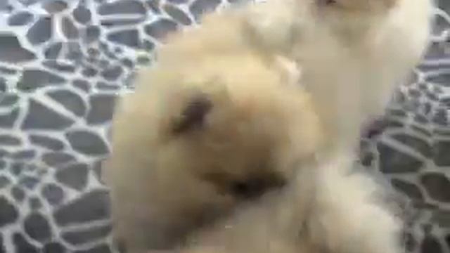 Щеночки от Бобби и Лилии на продажу смотреть онлайн