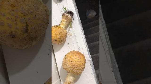 Identify Amanita Muscaria