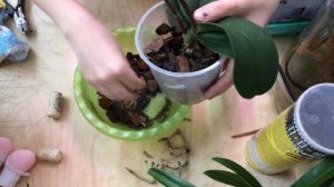 Орхидея со сгнившими корнями, посадка. (3-е видео)