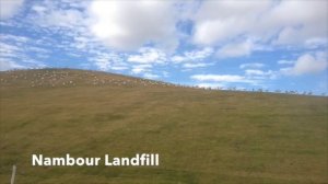 Australian White Ibis Documentary