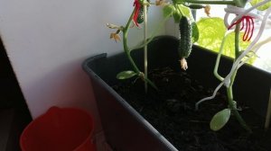 Огурцы на подоконнике!