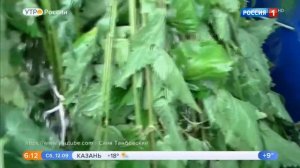 Крапива: в чем польза и вред