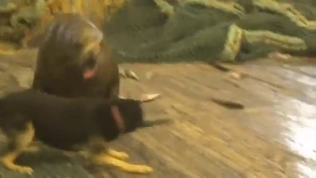 Жесть. Вместо рыбы поймали тюленя. смотреть онлайн