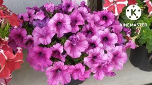 Petunia Flower, Time To Grow Petunias, Winter Flower,Care, Tips And tricks In Hindi  😍🌼.