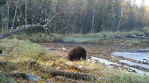 Медведь осенью. Видео от ФГБУ Кандалакшский природный заповедник.