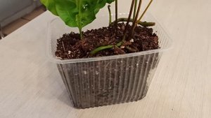 Папоротник микросорум Грин Вейв/"Green Wave"/Зелёная волна