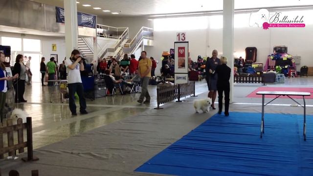 Bellissibolo HETTI | International Dog Show 2015 Nitra, Slovakia смотреть онлайн