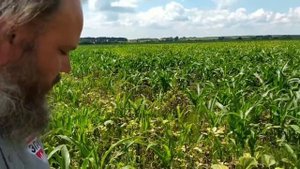 Итоги химобработки кукурузы препаратами от Гриднева Алексея.
