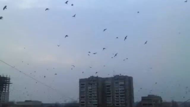 Стая ворон в Днепропетровске - видео января смотреть онлайн