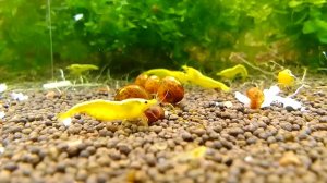 аквариумные креветки желтый неон