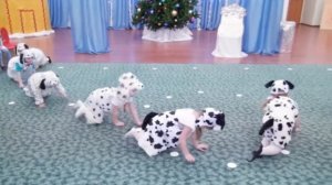 Танец собачек Dance of the dogs