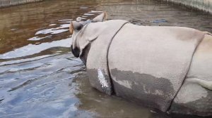 Носорог какает и писяет, rhinoceros pooping, caca de rinoceronte, 犀牛去厕所