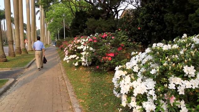 2015 台大校園杜鵑花節 2015 3 19 смотреть онлайн