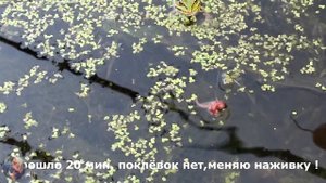 Вечерняя ловля сома на донку с берега!