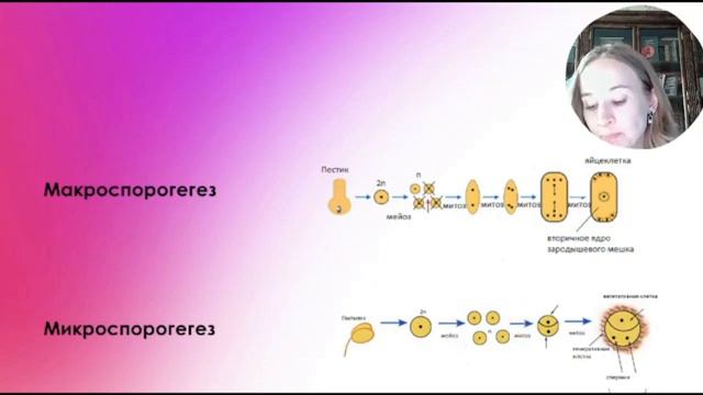 Двойное оплодотворение Покрытосеменных | ЕГЭ SU Биология смотреть онлайн