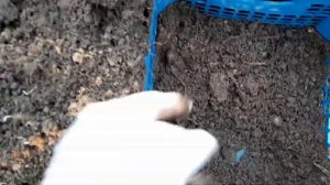 Выращивание чеснока из бульбочек Почему это нужно делать