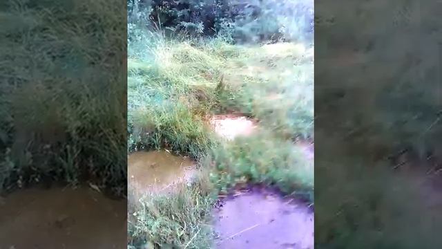 Ужи в городе смотреть онлайн