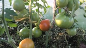 КОГДА ЗАВЯЗЫВАЮТСЯ ПОМИДОРЫ?  ОПЫЛЕНИЕ ТОМАТОВ.