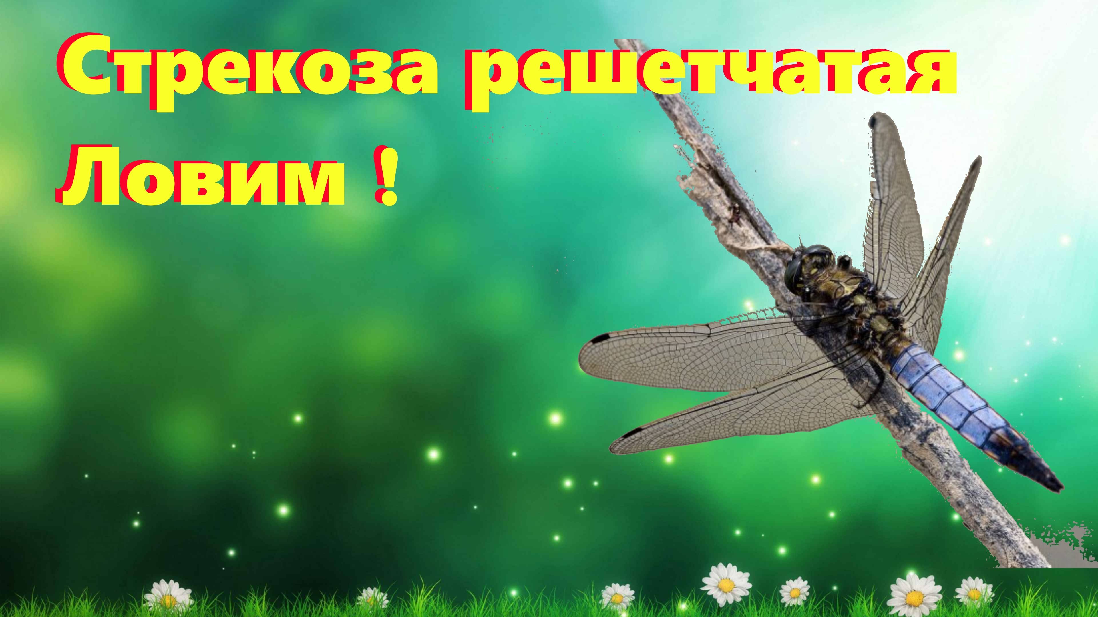 🦗 Стрекоза решетчатая / стрекоза которая любит садиться на палочки 🦗