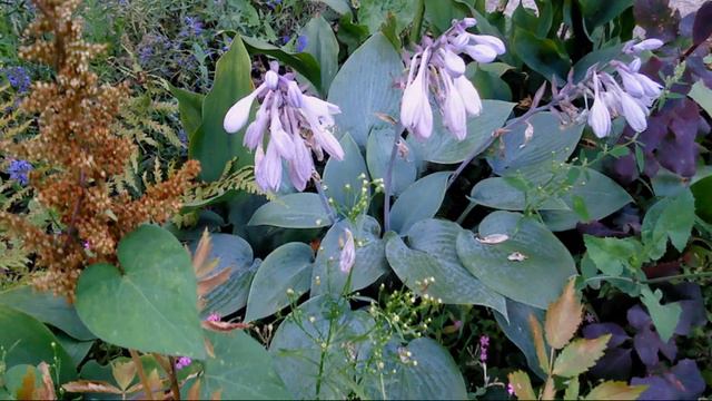 " магические звуки природы . " смотреть онлайн