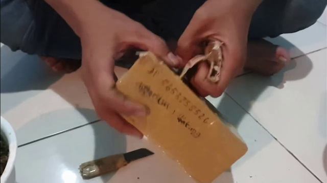 Anthurium"JEMANI MANGKOK TORNADO" ( BABY) CUMA 45 RIBU #UNBOXINGTANAMAN смотреть онлайн