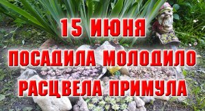 15 июня. Высадила все молодила. Зацвела примула.mp4
