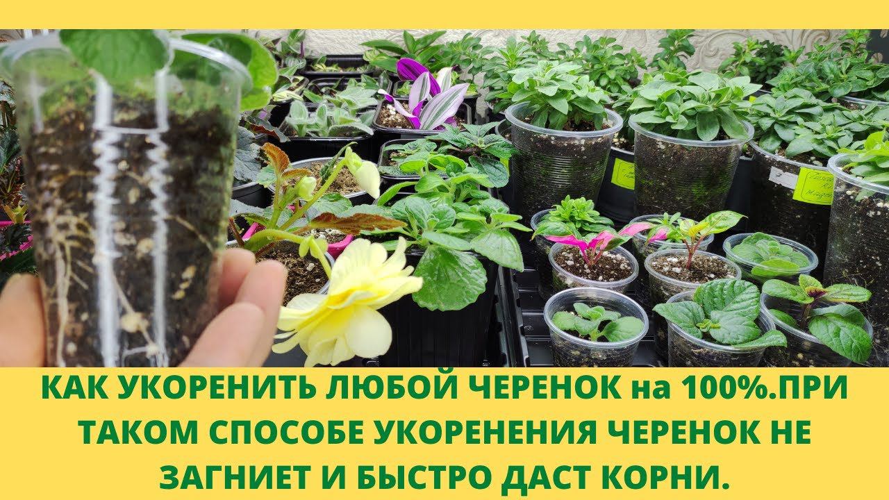 Не можете укоренить черенок? Этот способ для Вас.Черенок не вянет не гниет а быстро 100% дает корни.