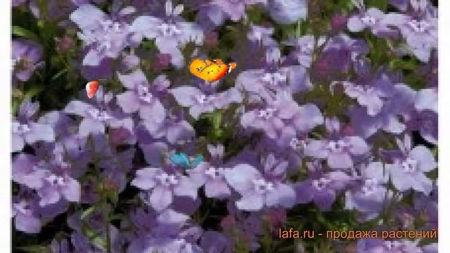 Лобелия ампельная Лилак 🌿 ампельная лобелия Лилак обзор: как сажать, семена лобелии Лилак смотреть онлайн