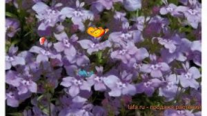 Лобелия ампельная Лилак 🌿 ампельная лобелия Лилак обзор: как сажать, семена лобелии Лилак