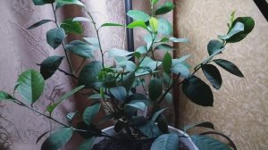 Где лучше разместить комнатный лимон зимой