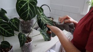 Repotting My Large Anthurium & removing some pups.