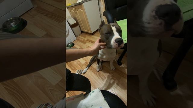 Амстафф Локи 2 года | Вечно Голодный😁 | Стаффорд | Amstaff | Staffy