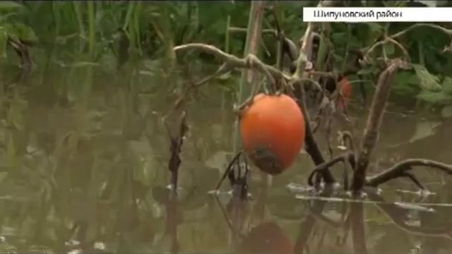 Ситуация в Шипуновском районе: комментарий МЧС смотреть онлайн