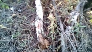 неудачный поход за грибами!