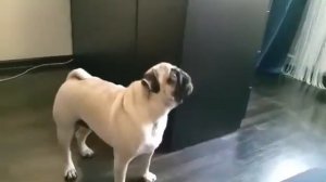 Мопс воет!😂😍🤣